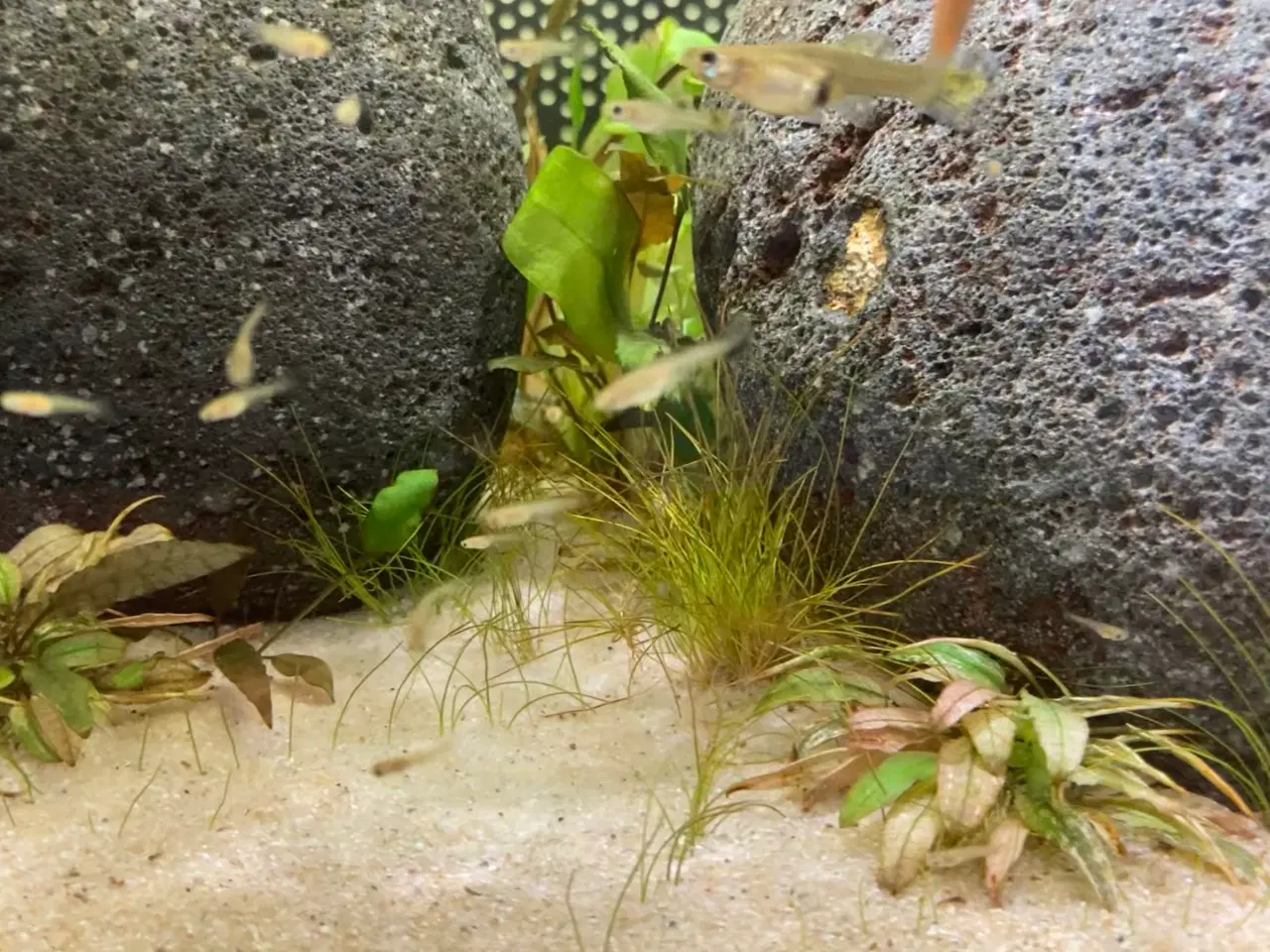 Billede 1 - Guppy ungerne sælges