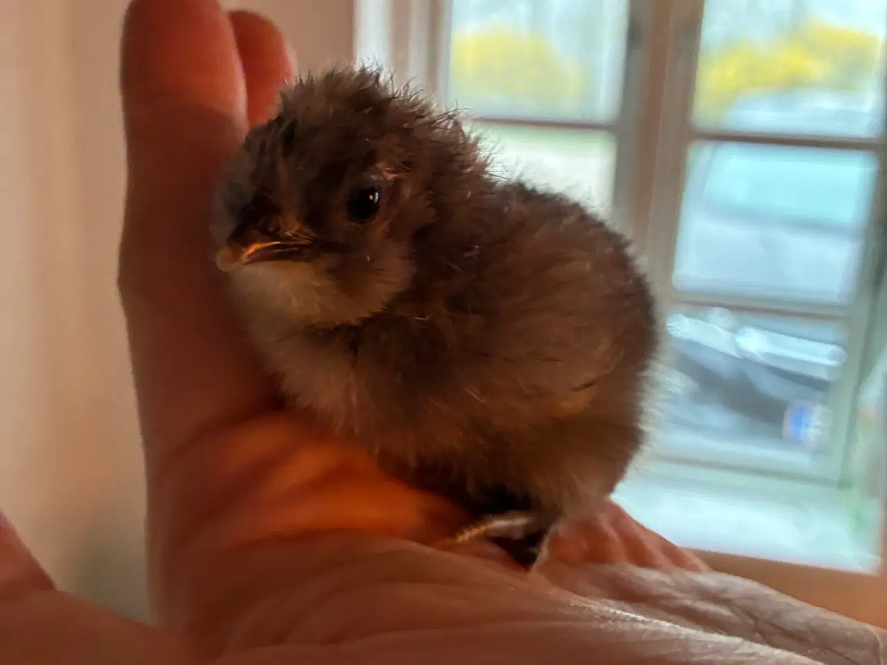 Billede 7 - Daggamle kyllinger 