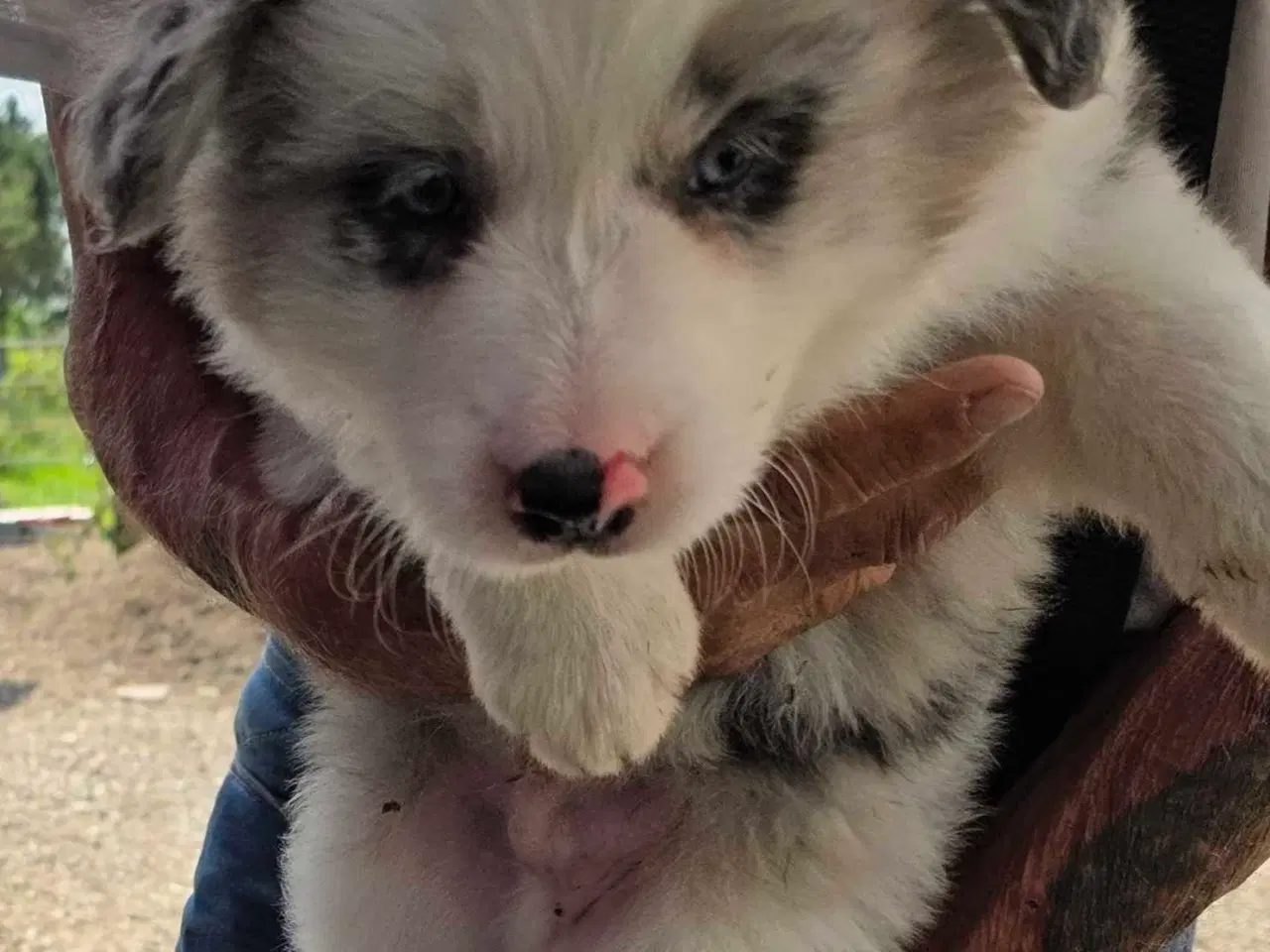 Billede 2 - Border Collie hvalp stueopdræt 