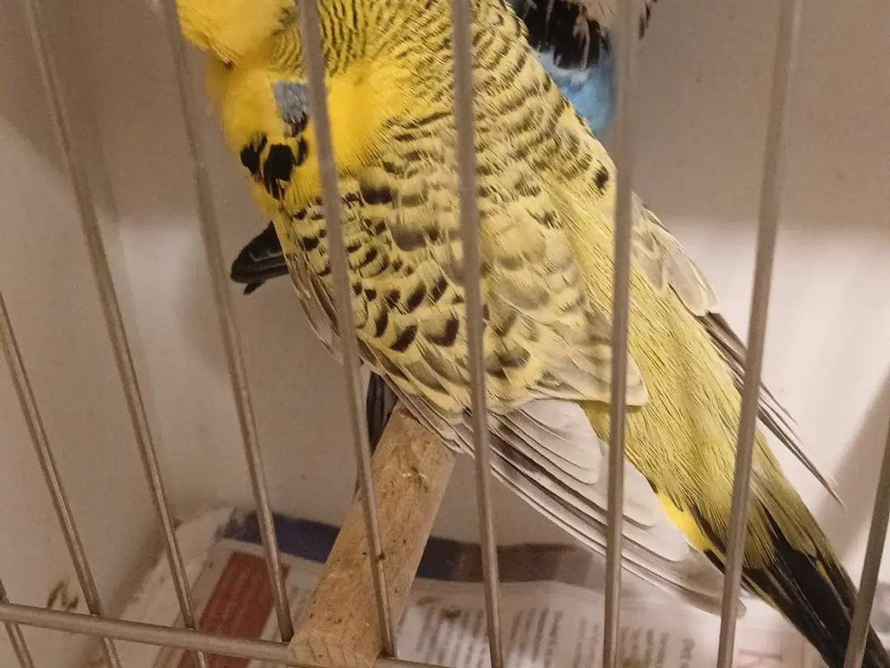 Billede 15 - 1 par Engelske undulater 