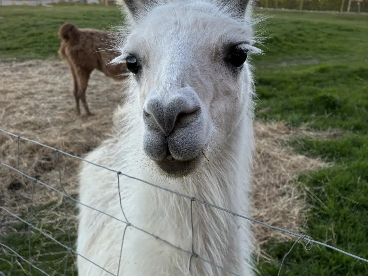 Billede 2 - Lama