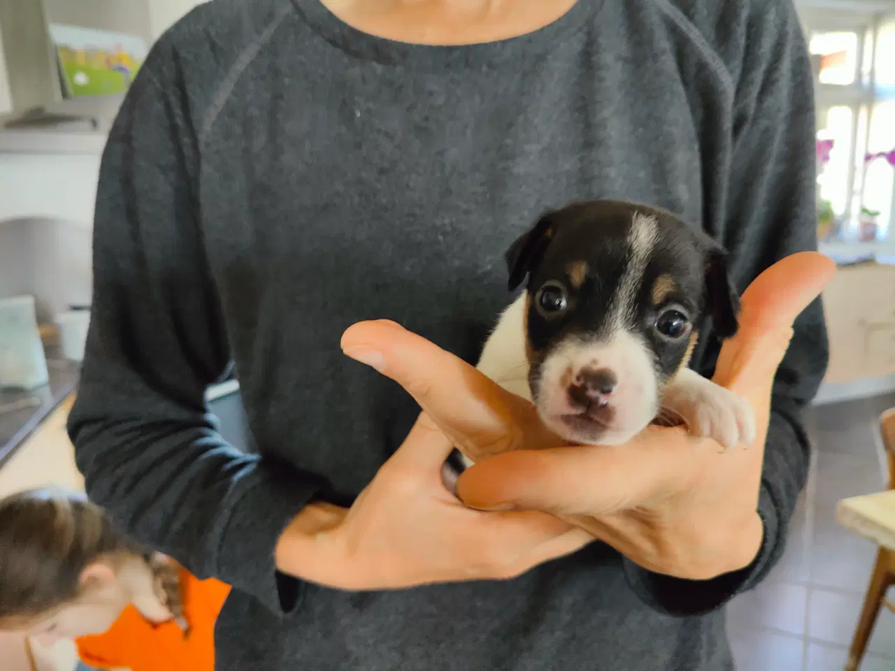Billede 2 - Dansk Svensk Gårdhundehvalpe