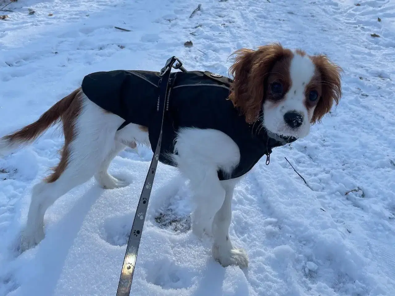 Billede 1 - Buster x-small hunde vinterjakke