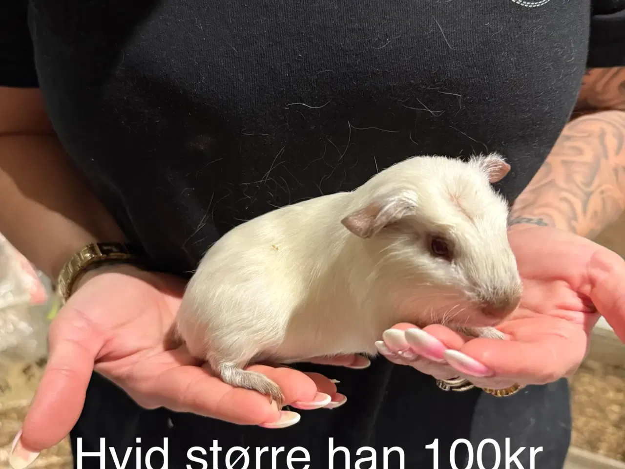 Billede 7 - Marsvin han unger