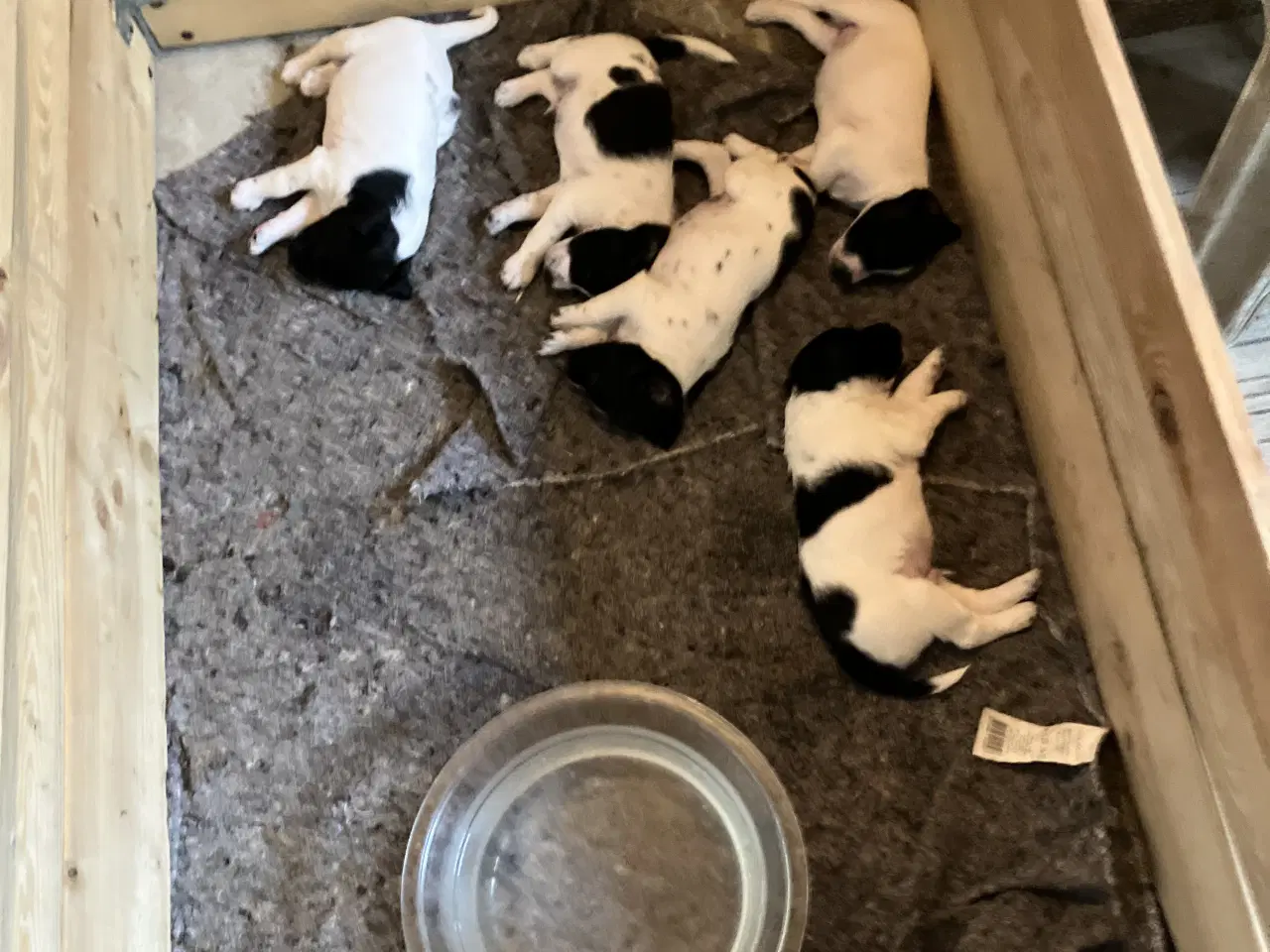 Billede 5 - Hunde Hvalpe sælges