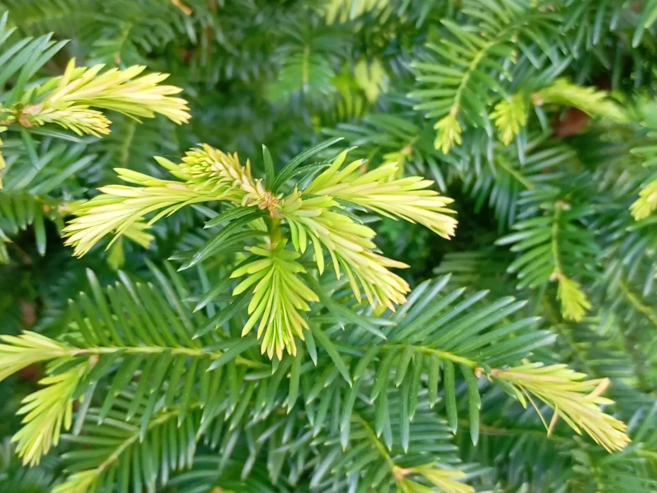 Billede 2 - Taks plante. Træ / Busk