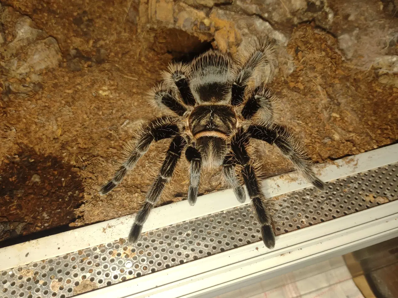 Billede 3 -  Edderkop 0.1 B.albopilosum