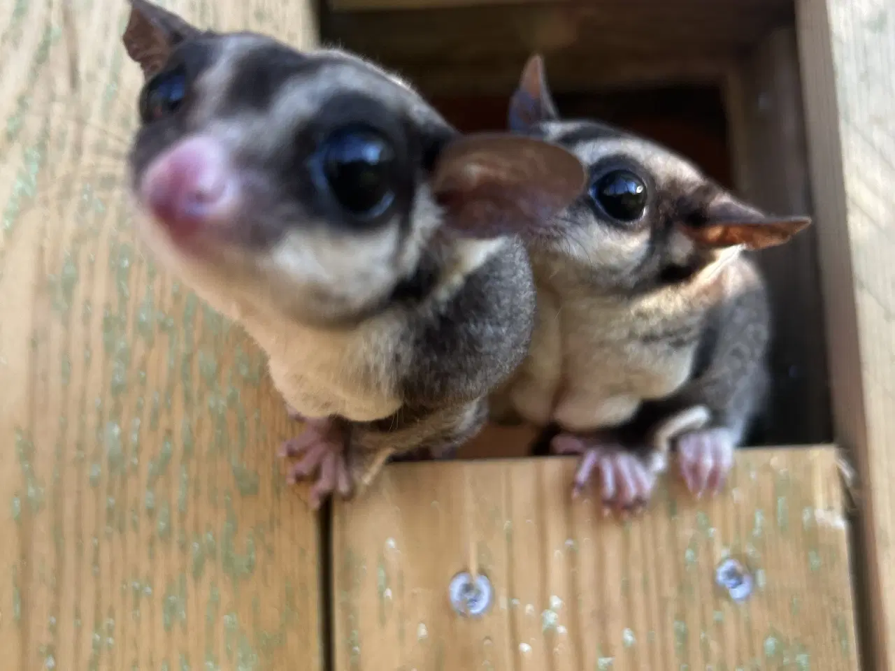 Billede 6 - Håndlavede bure & volierer i træ