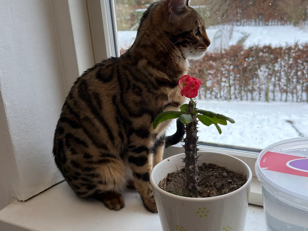 Billede 4 - Efterlysning Bengalkat / Dusør