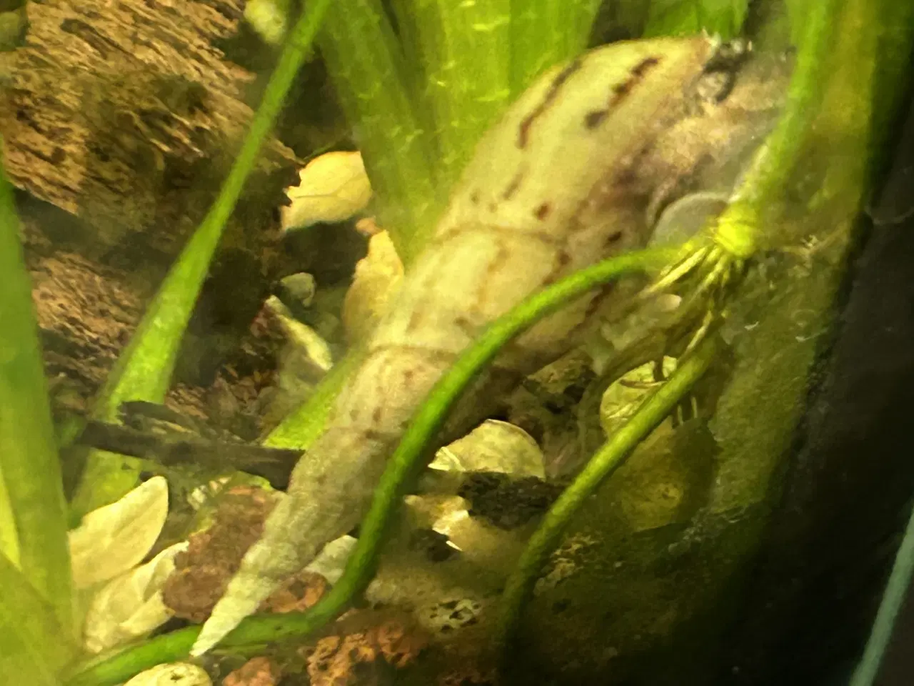 Billede 5 - 🐌 Malaysisk tårnsnegl – 2-5 cm | Afhentning/GLS