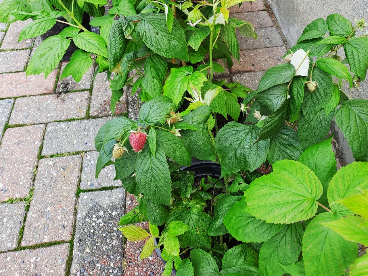 Billede 2 - Hindbærplanter 