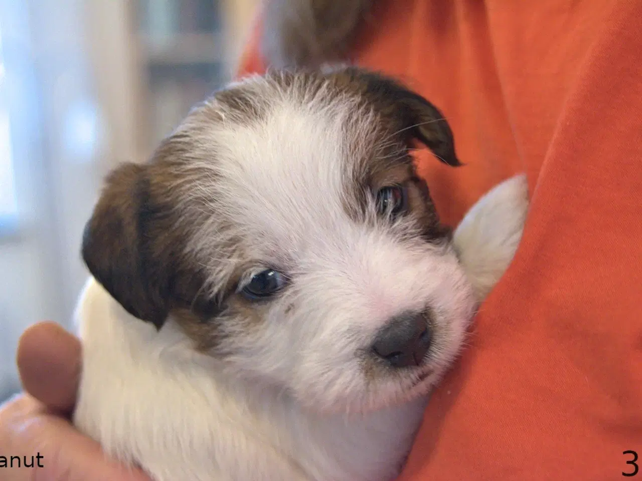 Billede 1 - Jack Russel Terrier hvalpe m. stamtavle