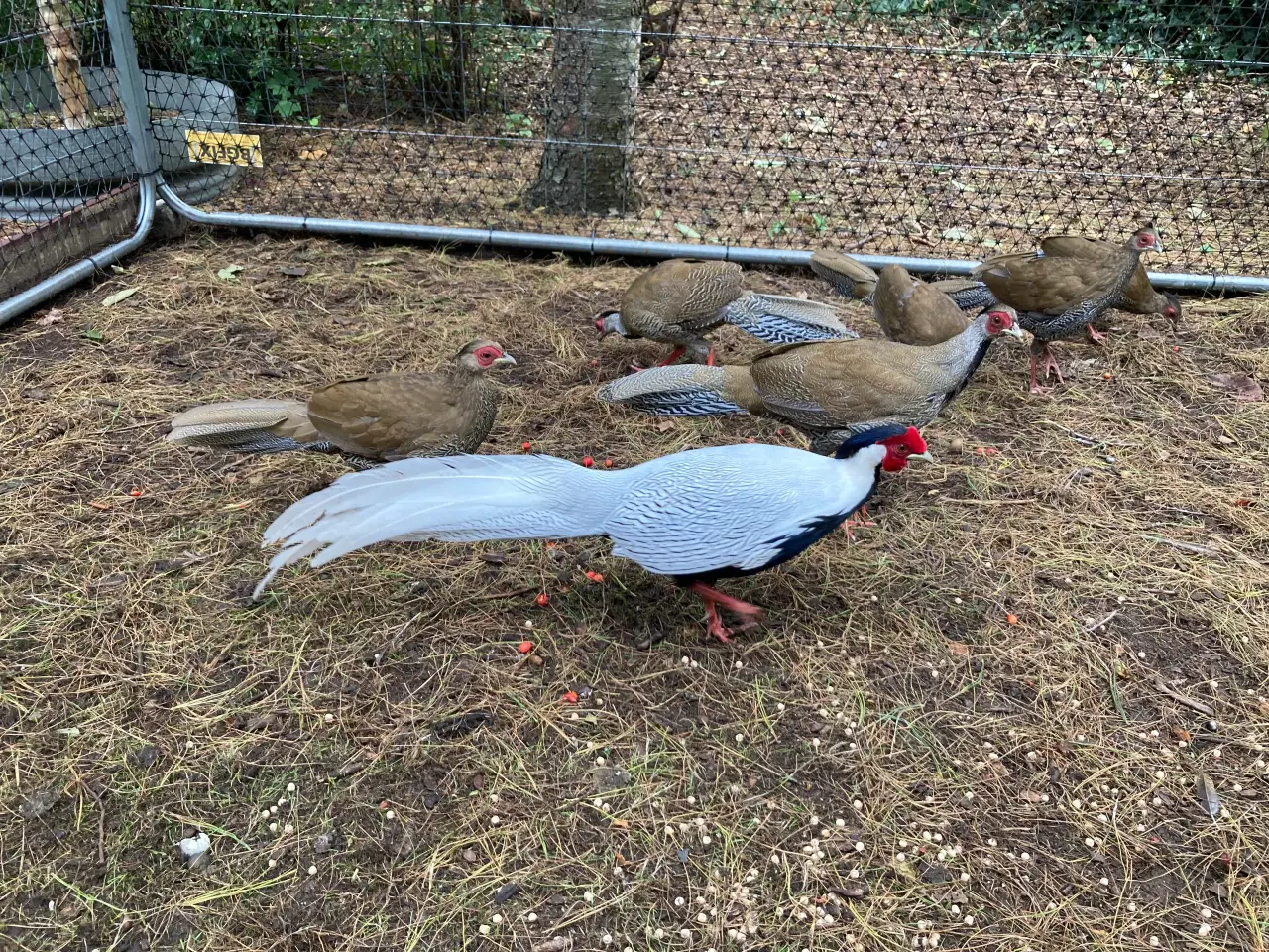 Billede 5 - 2 uger gamle sølvfasan kyllinger