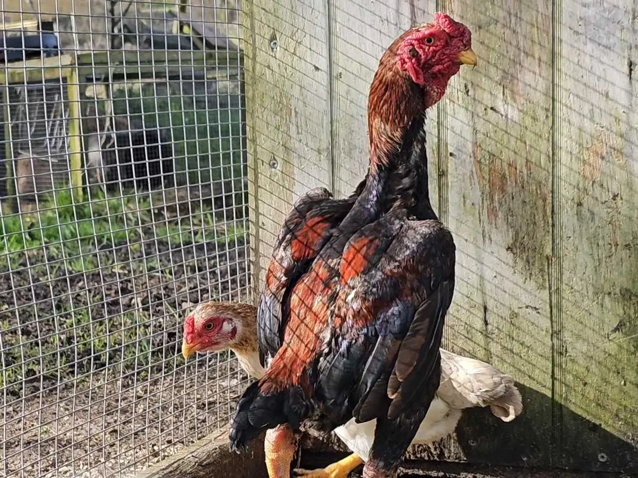 Billede 1 - Ko Shamo sælges