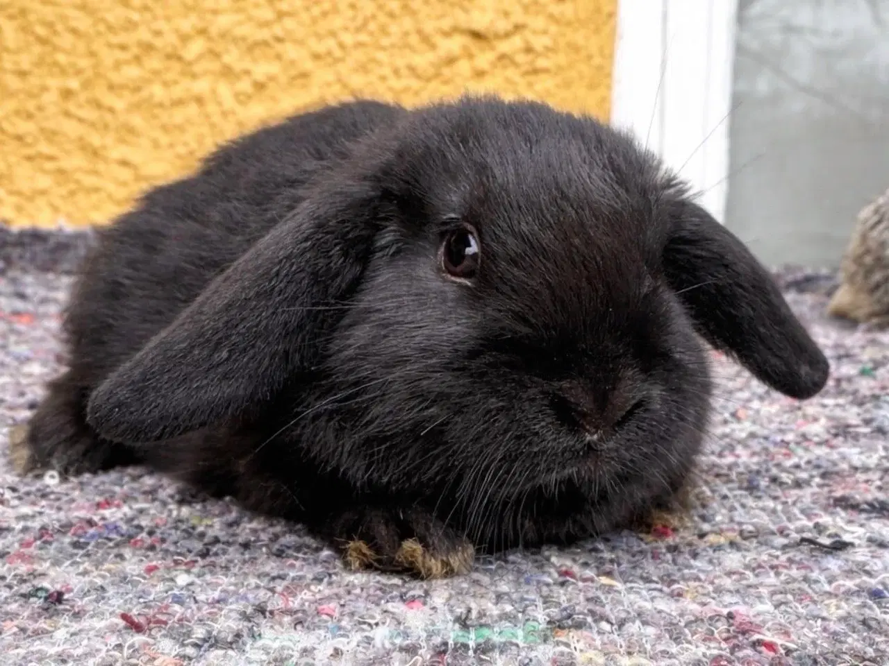 Billede 2 - Han Dværgvædder unger sælges - klar nu 