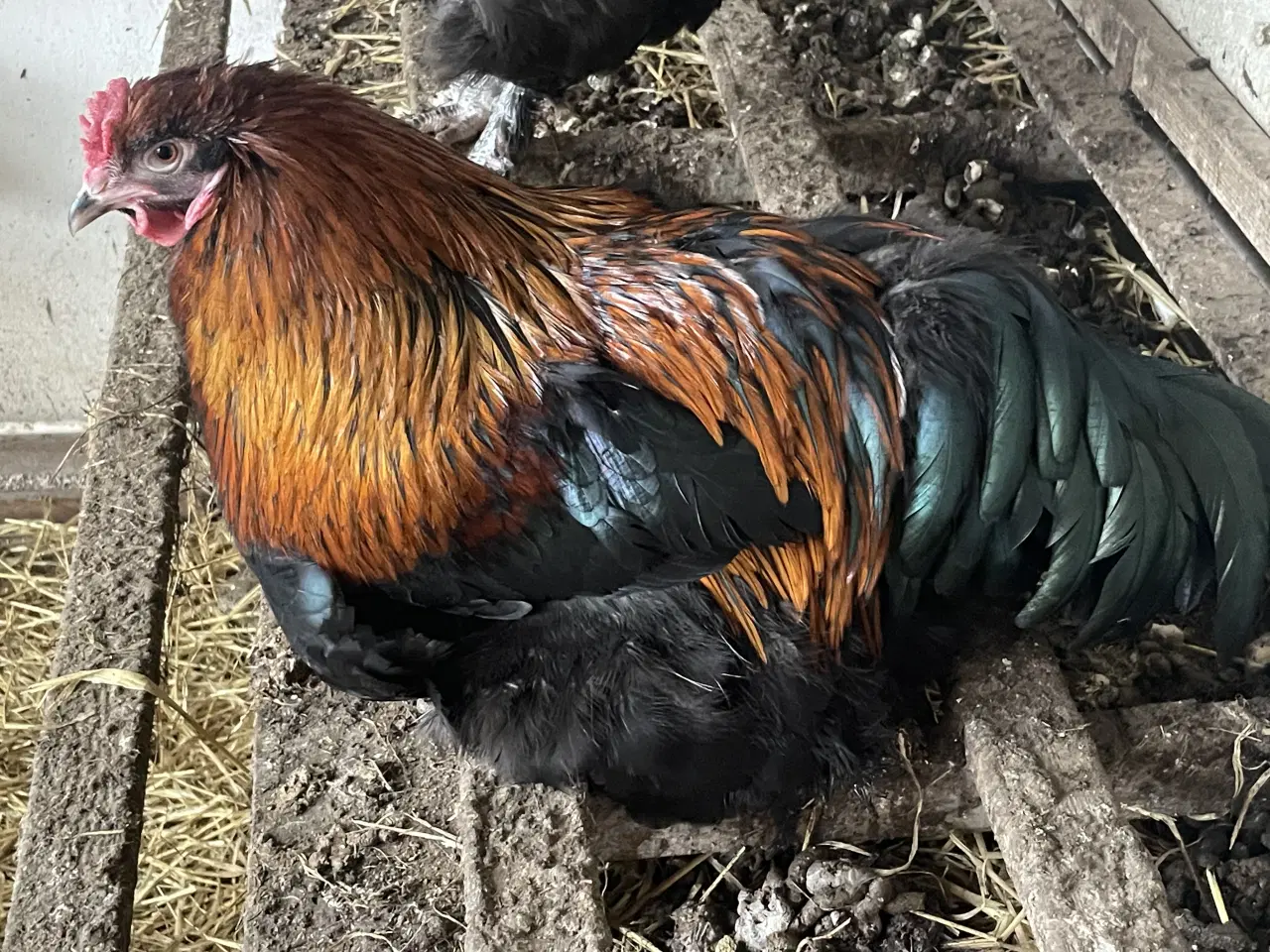 Billede 2 - Flotte store unghaner gives væk