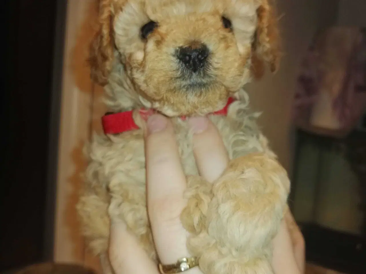 Billede 7 - Fawn krøltoppe puddelhvalpe 