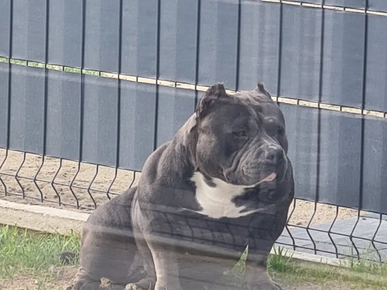 Billede 3 - American Bully Hvalpe Abkc STRONG