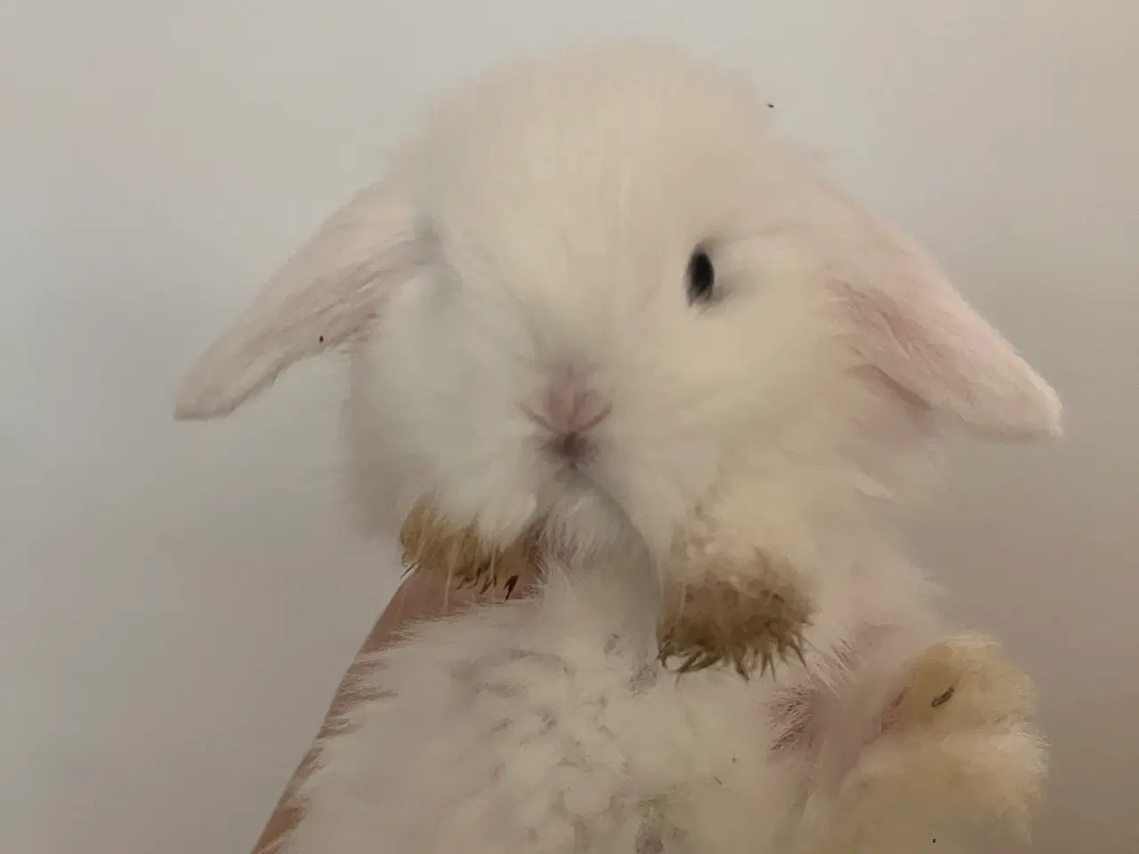 Billede 15 - 5 minilop unger på 8 uger