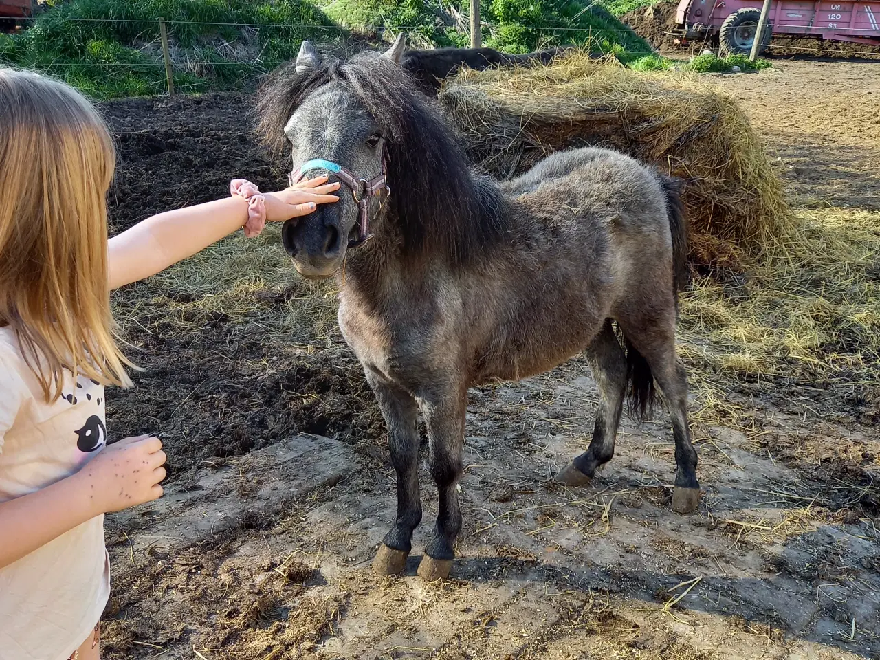 Billede 2 - Skøn børne og selvskabspony