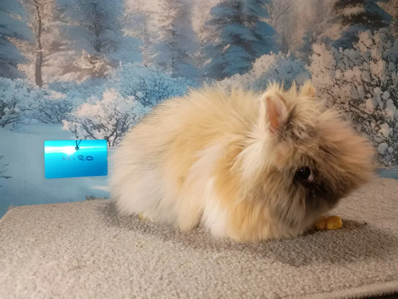 Billede 1 - Ren Racet Teddy (dværg angora kanin) dreng