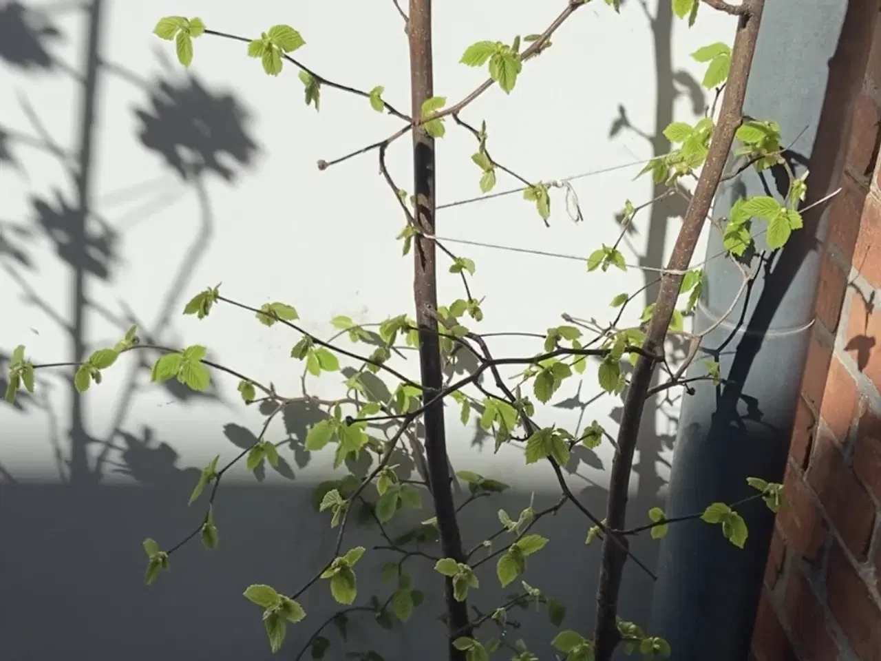 Billede 1 - Hasselnød, træ/busk i krukke 