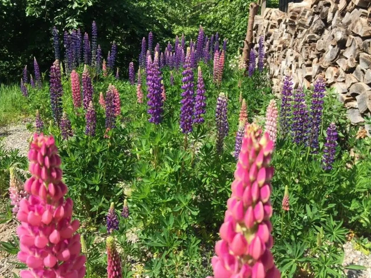 Billede 5 - BJÆLKEHUSIDYL PÅ SVINØ, SOMMERHUS PÅ SYDSJÆLLAND