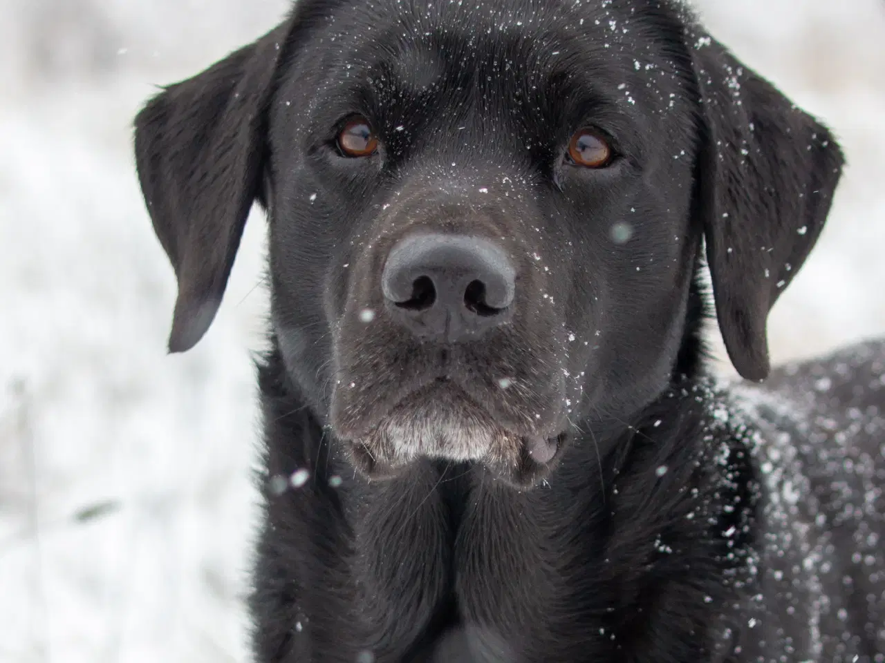 Billede 6 - Sort Han hvalp