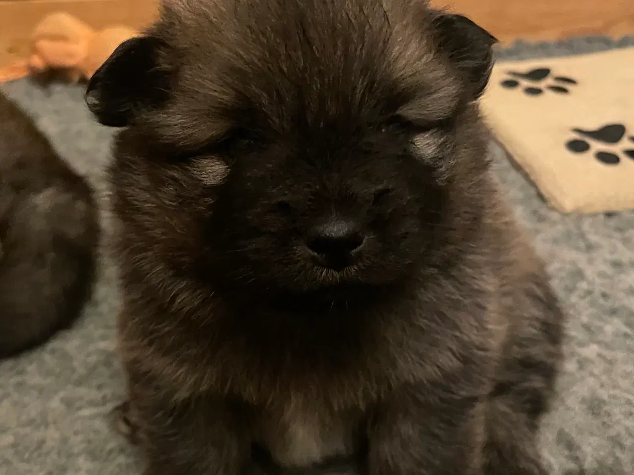 Billede 5 - Skønne Mittelspitz hvalpe søger nyt hjem