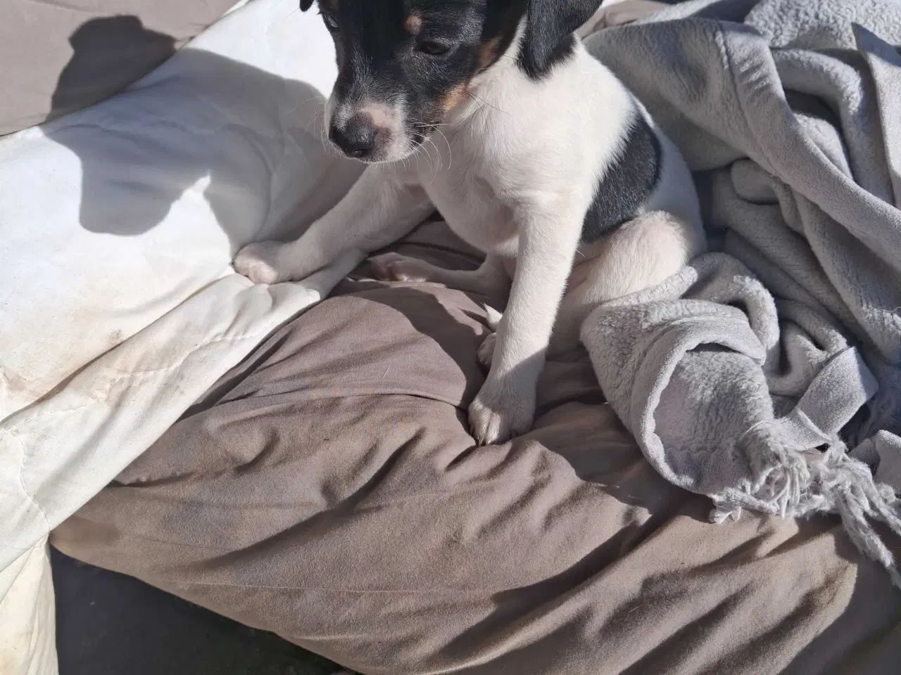Billede 6 - Dansksvenskgårdhund hvalp