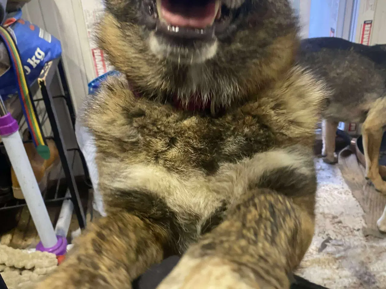 Billede 6 - Uadskilleligt makkerpar søger hjem sammen 🩷