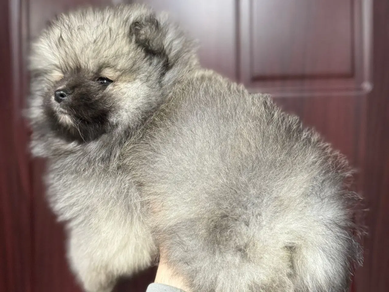 Billede 1 - Pomeranian