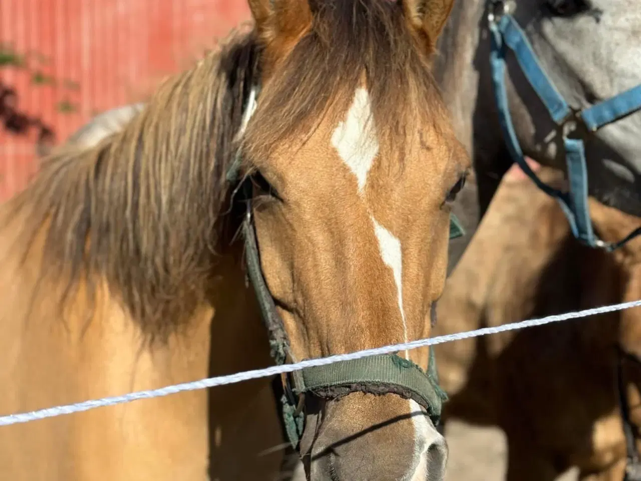 Billede 1 - Skøn 2’er pony søger nyt hjem 