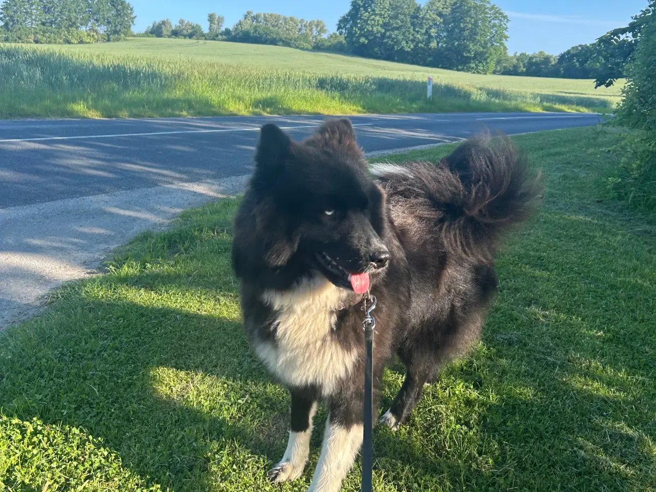 Billede 4 - Verdens bedste Samojede/boardercollie