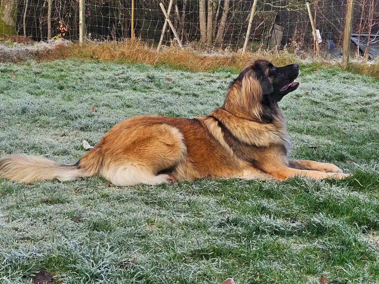 Billede 9 - lækre Leonberger hvalpe