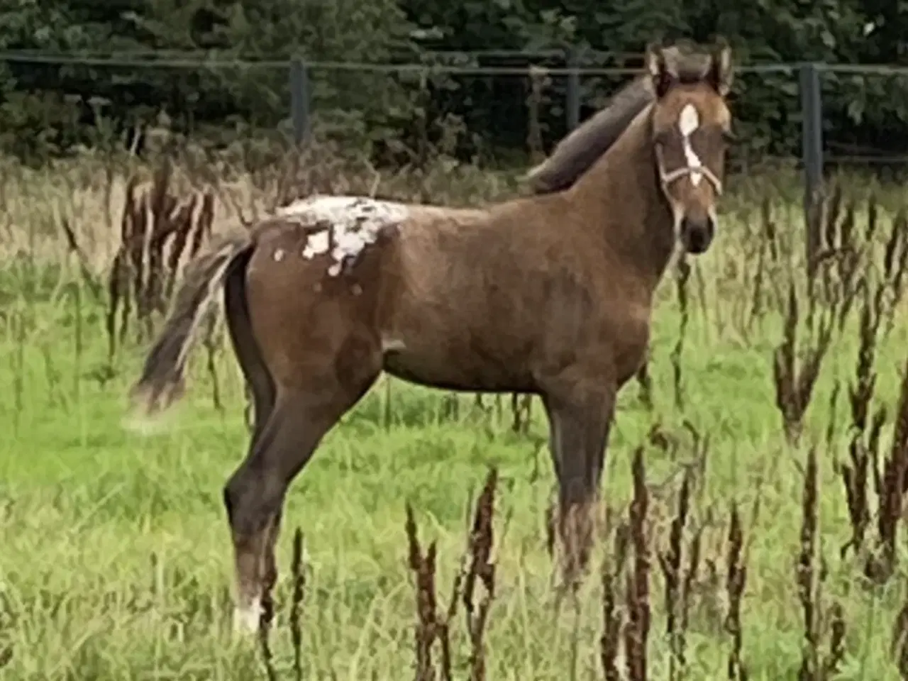Billede 2 - Dejlig 3 års hest med blikfang 