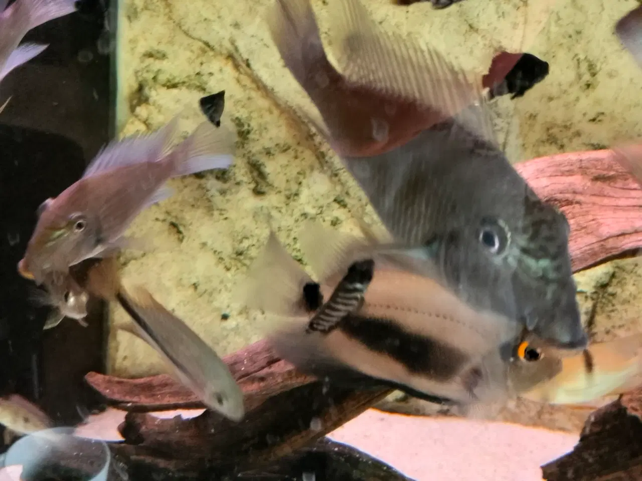Billede 5 - Akvarier fisk 