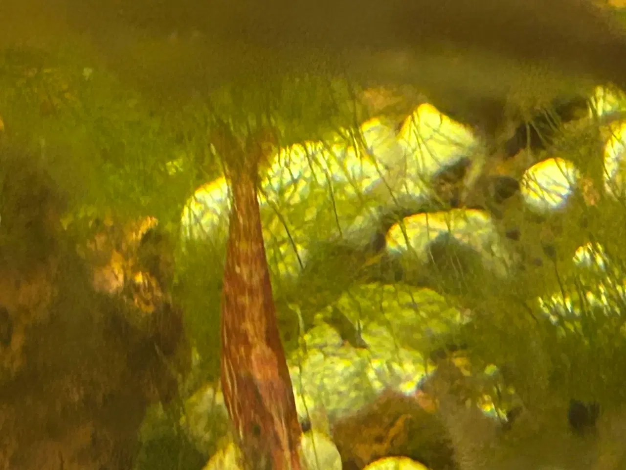 Billede 7 - 🦐🍒 Flotte lys røde kirsebærrejer – Viby J