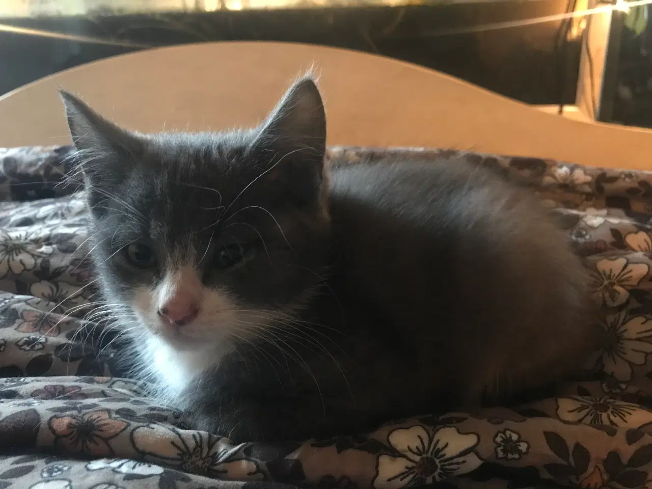 Billede 9 - Killinger smukke