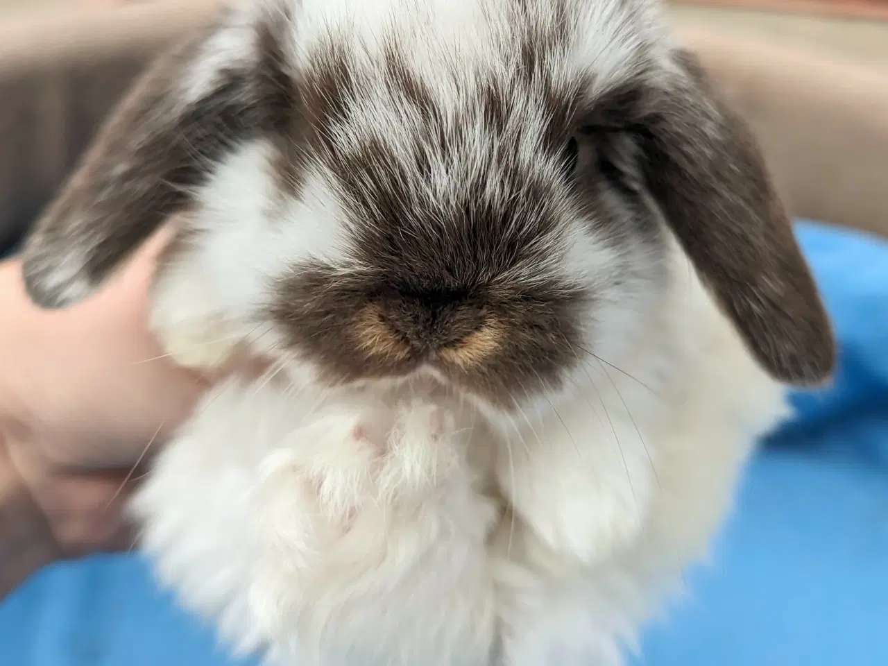 Billede 7 - Minilop kaninunge sælges 