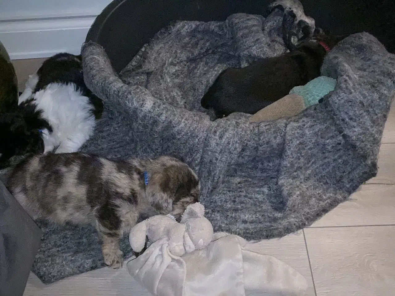 Billede 8 - Merle gravhunde mix standart