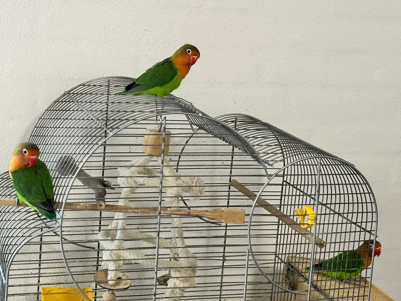 Billede 4 - Dværgpapegøjer, lovebirds 