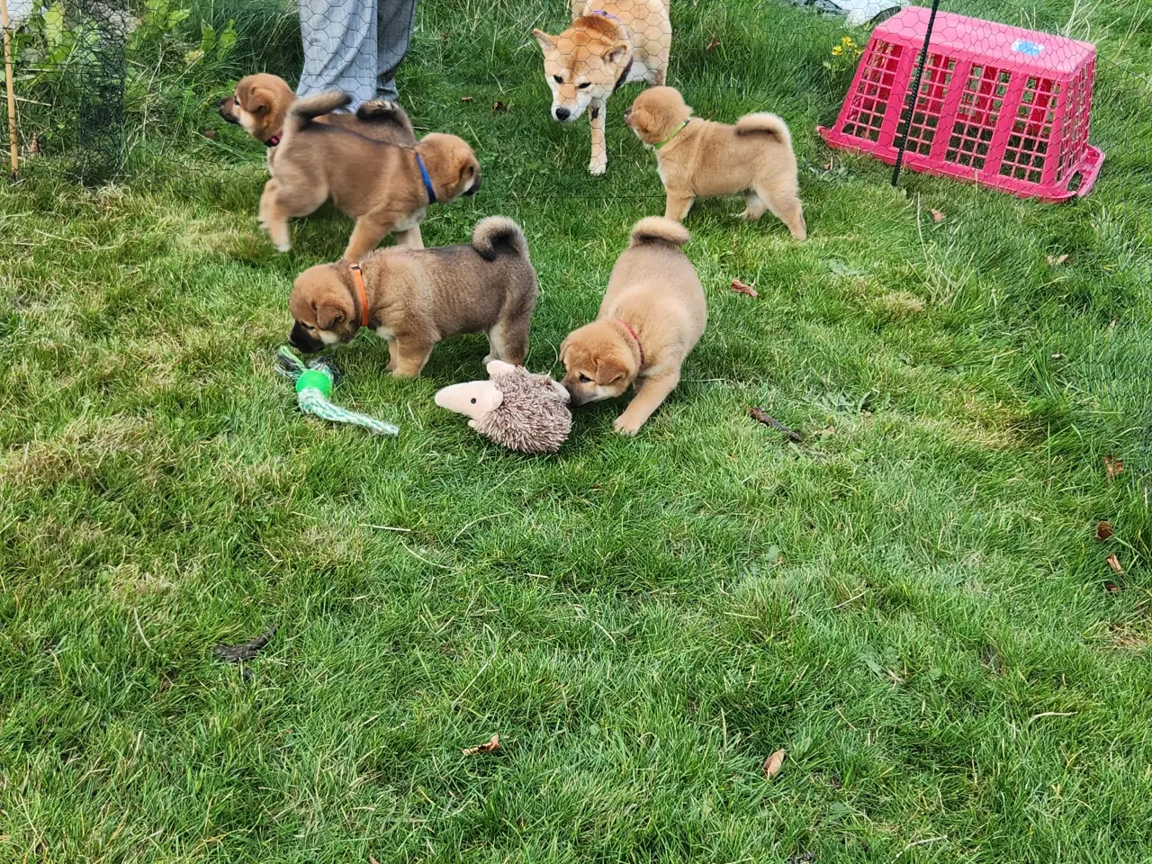 Billede 3 - Shiba inu hvalpe