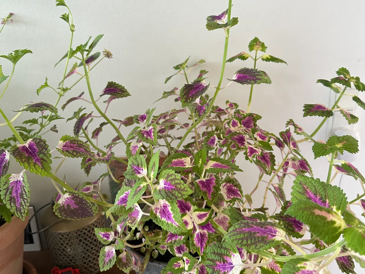 Billede 2 - Stueplanter