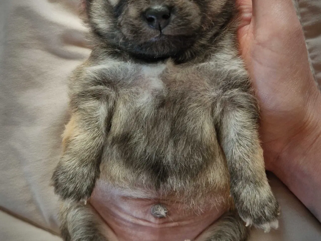 Billede 4 - Skøn lille Pomchi hvalp