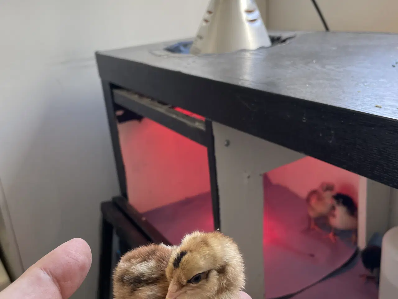 Billede 5 - Varmekrævende Kyllinger