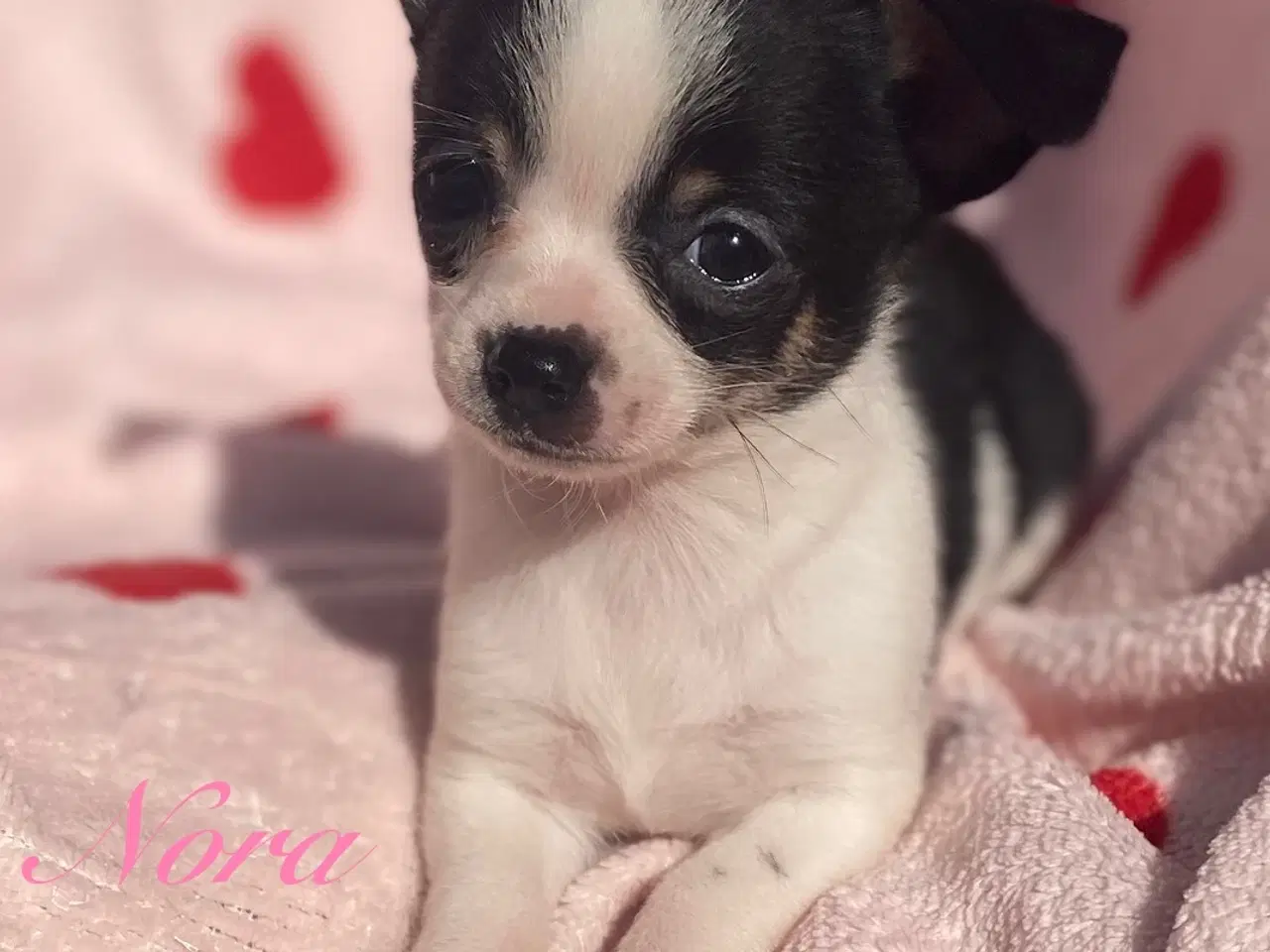 Billede 1 - Små, Superskønne pomchi hvalpe sælges