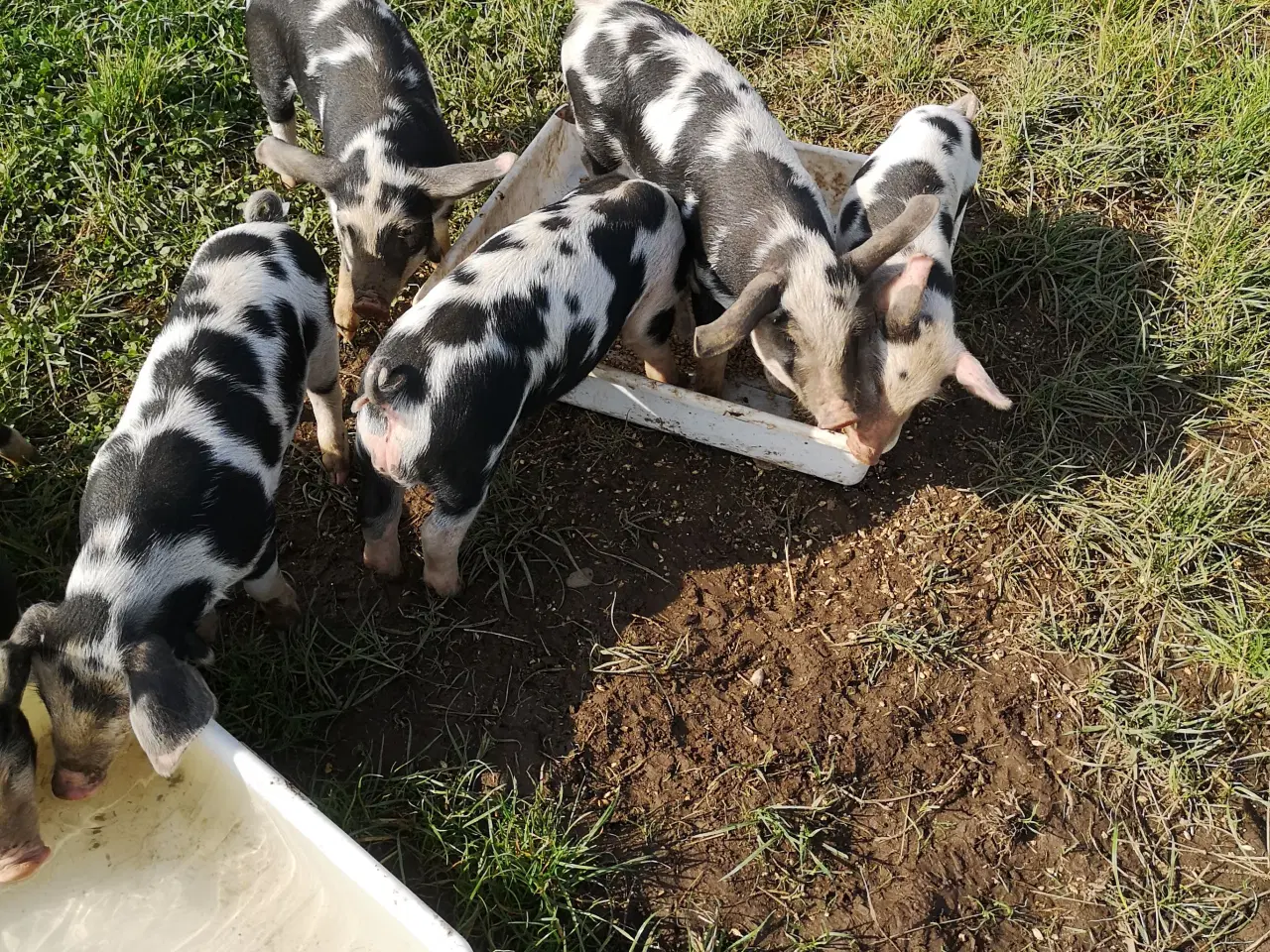 Billede 5 - Sortbroget Dansk Landrace