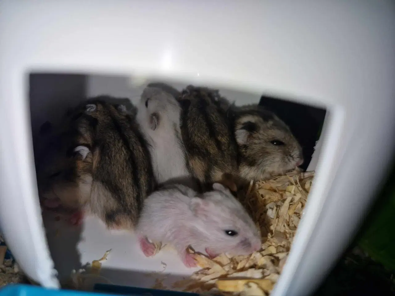 Billede 2 - Hamsterunger født for en måned siden
