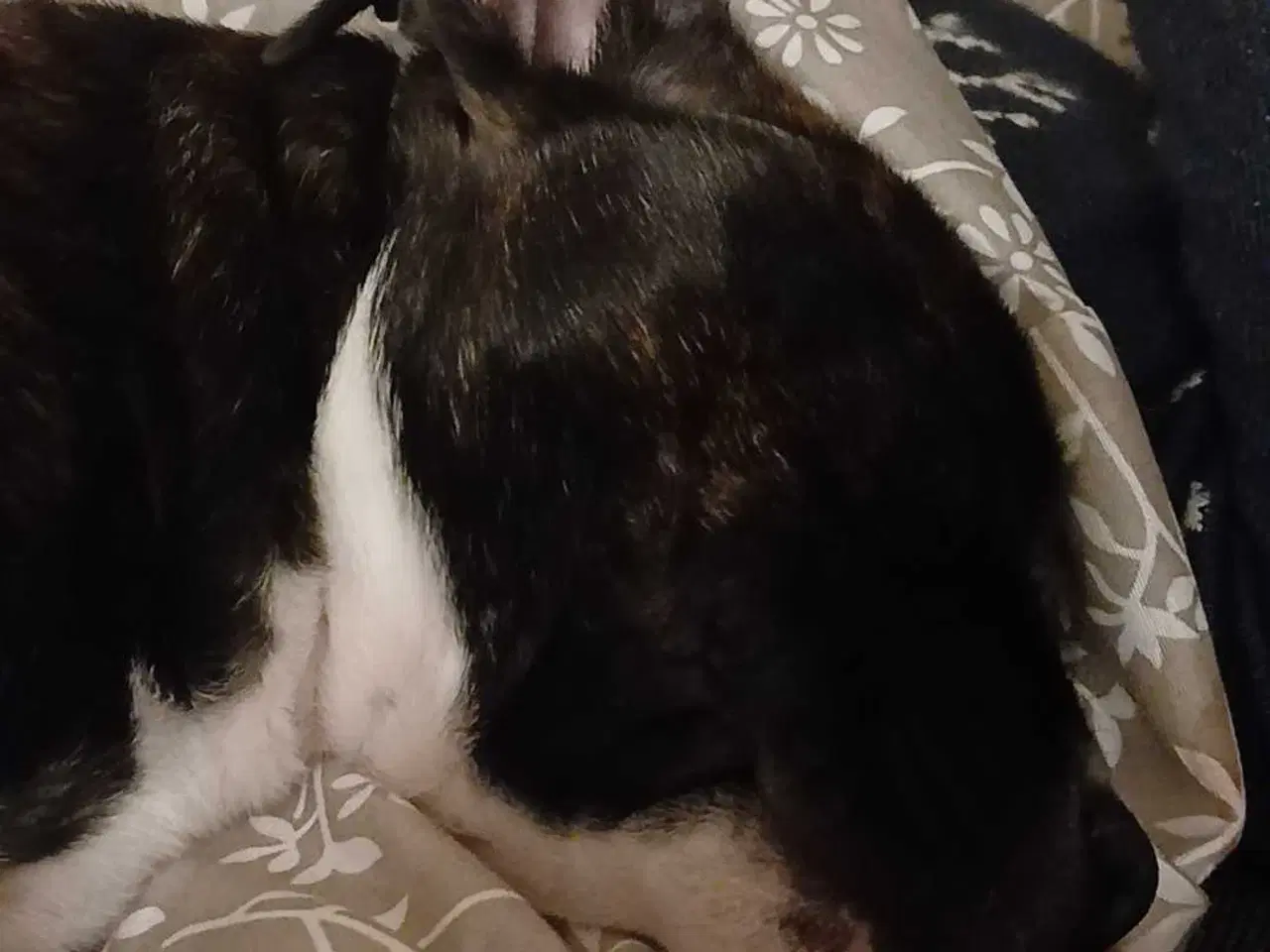 Billede 2 - Lille Daisy søger nyt hjem..